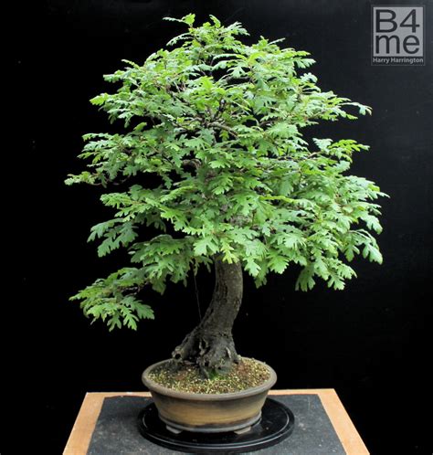 Quercus species/ Oak Bonsai – Bonsai4Me