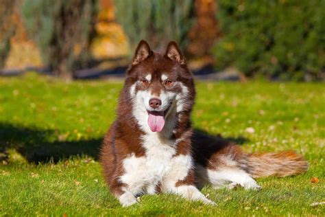 Red Husky: An Ultimate Guide to the Red Siberian Husky