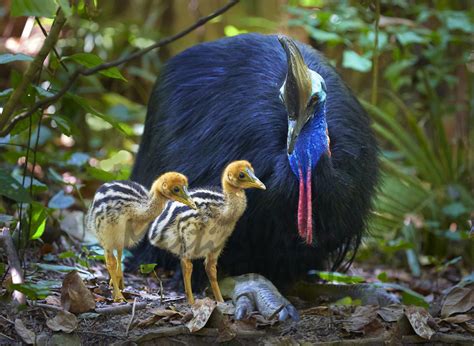 Buy Southern Cassowary and chicks Image Online - Print & Canvas Photos ...