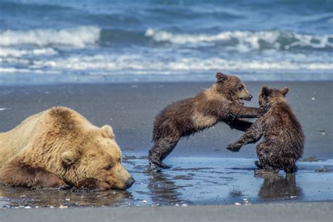 Grizzly Bears — Park County Environmental Council