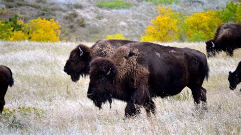 Bison return to area of Badlands National Park for first time since 1870s