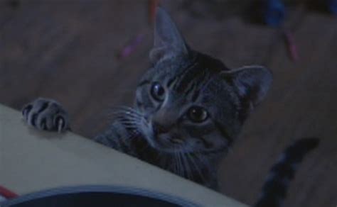 Revisiting the film of Stephen King's Cat's Eye | Den of Geek