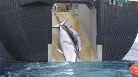 Japan resumes killing whales for profit after 33 years - Humane Society ...