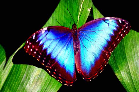 Blue Morpho Butterfly Background Wallpaper 20741 - Baltana