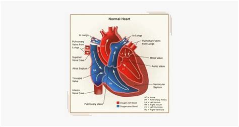 Know Your Heart - Oxygenated And Deoxygenated Blood Heart Diagram PNG ...