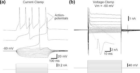 Whole-cell patch clamp recordings from an LPeD1 neuron cultured... | Download Scientific Diagram