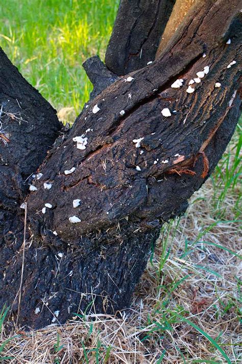 Prevent and Control Armillaria Root Rot on Apple Trees