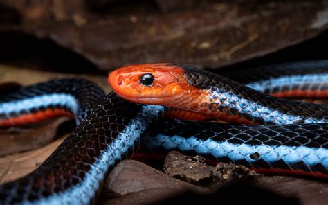 Malayan Blue Coral Snake - Calliophis intestinalis — HongKongSnakeID.com