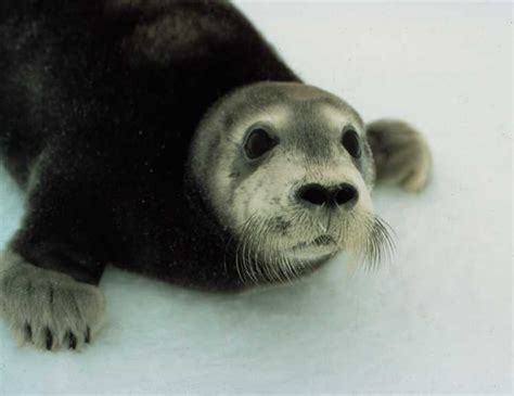 Bearded seal - Alchetron, The Free Social Encyclopedia