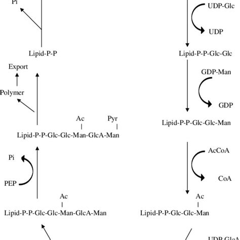 A scheme for xanthan synthesis. | Download Scientific Diagram