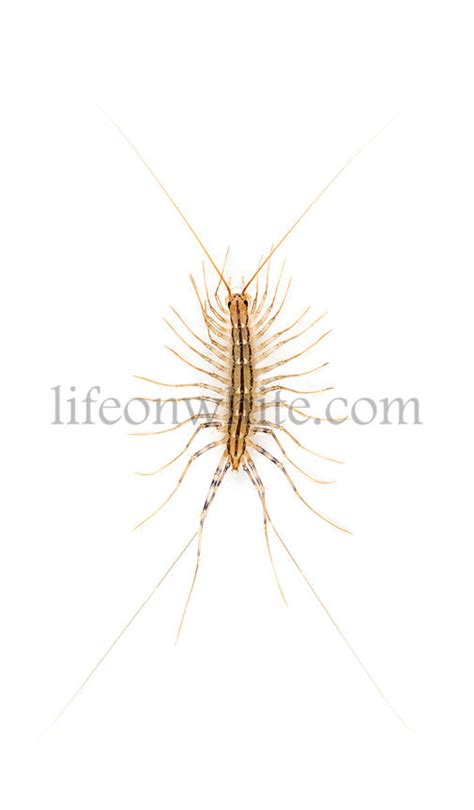 Life on White | House centipede - Scutigera coleoptrata