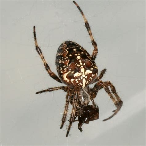 Cross orbweaver - Araneus diadematus - BugGuide.Net