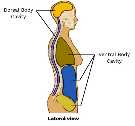 Body Cavity - Labster