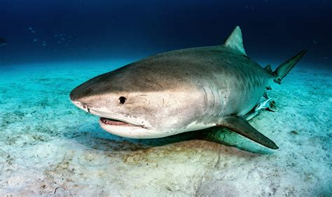 Tiger shark genomes reveal two distinct populations - Earth.com