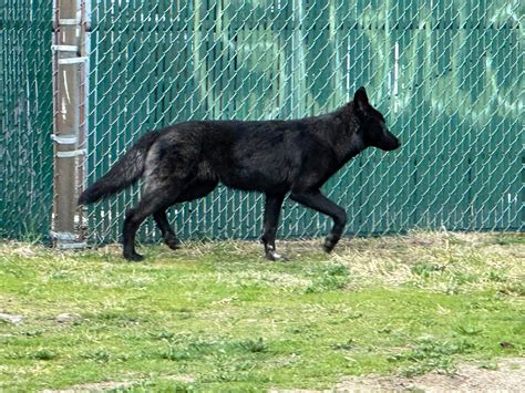 Warwick residents spot black coyotes, officials say to stay aware | ABC6