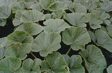 Pumpkin Plant Diseases, How to Grow Pumpkins by Pumpkin Nook