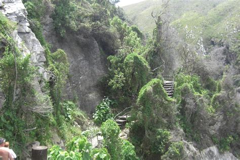 The Knysna Forest, South Africa