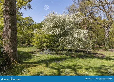 English Landscape Garden in Spring Stock Image - Image of foliage, english: 116777119