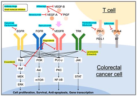 IJMS | Free Full-Text | Current Targeted Therapy for Metastatic ...