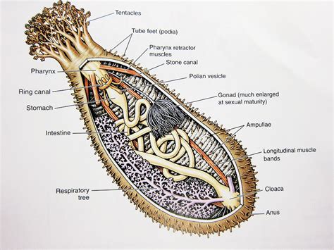 Sea Cucumber anatomy. | Sea cucumber, Cucumber, Holothurian