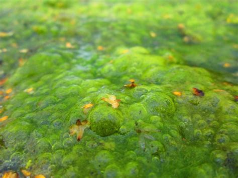 Contrôle des cyanobactéries I Zone de baignade, étang, lac I Probul