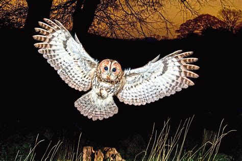 NATURE WATCH: the music of tawny owls