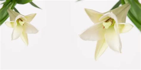 A Guide to Easter Lily Care - ProFlowers Blog