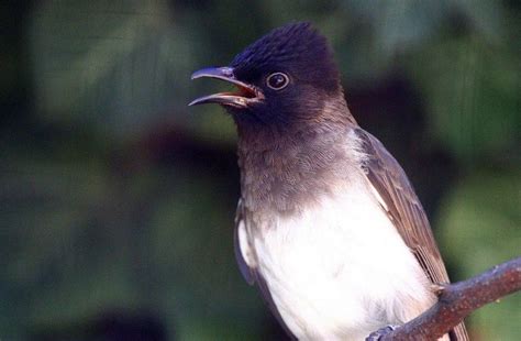 Common Bulbul singing his song | Bulbul, Animal photography, Bird species