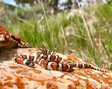 Milksnake Care Sheet | ReptiFiles