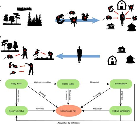 Why humans get infected with rodent-borne diseases