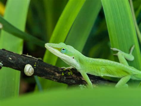 Green Anole | OLYMPUS DIGITAL CAMERA | Dwight Parker | Flickr