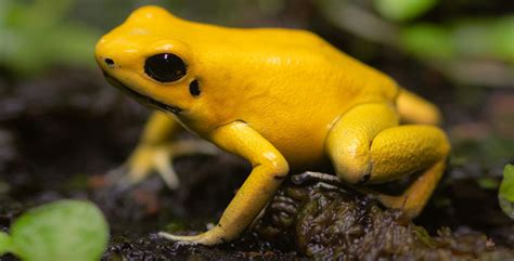 Golden Poison Dart Frog 101: A Deadly Beauty