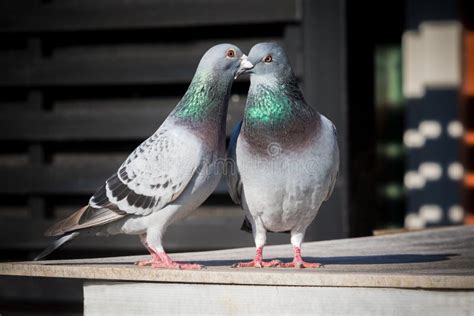 Couples of Homing Pigeon Breeding Behavior Stock Image - Image of home, loft: 98844555