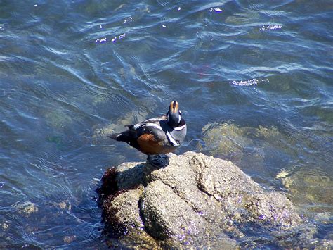 Avise's Birds of the World