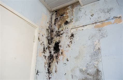 How Dangerous is Mold Infestation | Advice for Little Rock, AR, Property Owners