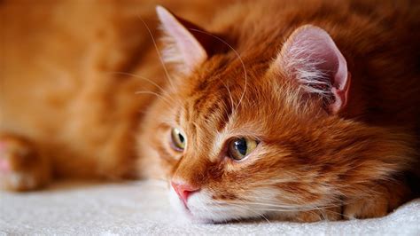 Fotos von Katze orange rot Schnauze Blick ein Tier