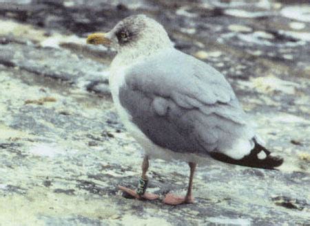 Surfbirds.com - Hybrid Gulls Breeding in Belgium by Peter Adriaens