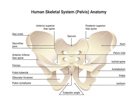 Premium Vector | Human skeletal system pelvis anatomy, medical vector diagram illustration