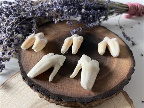 Real lion teeth, lion tooth for Sale - Shaman Amulets Store