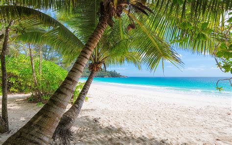 Images Beach Nature Palms Tropics Trunk tree Trees 3840x2400