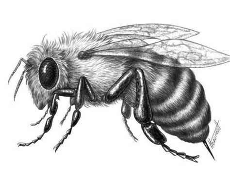 a black and white drawing of a bee