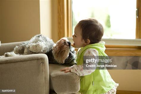 Baby Licking Dog Photos and Premium High Res Pictures - Getty Images