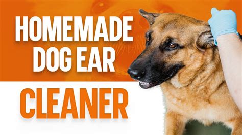 Homemade Dog Ear Cleaner: Learn How to Make Your Own - YouTube