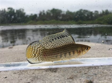 Sailfin Molly (Poecilia latipinna) for sale | Wild Fish Tanks