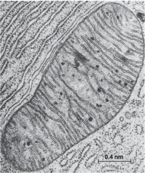 Electron micrograph of a mitochondrion in a cell of the bat pancreas,... | Download Scientific ...