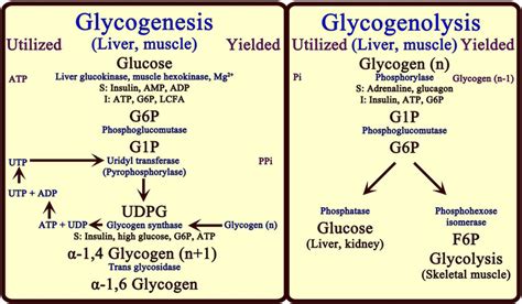 Glycogenesis and glycogenolysis. Regulation of blood glucose is in... | Download Scientific Diagram