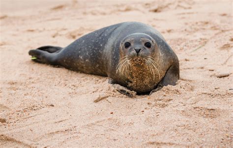 Harbor Seals in Narragansett Bay - Rhode Island Monthly