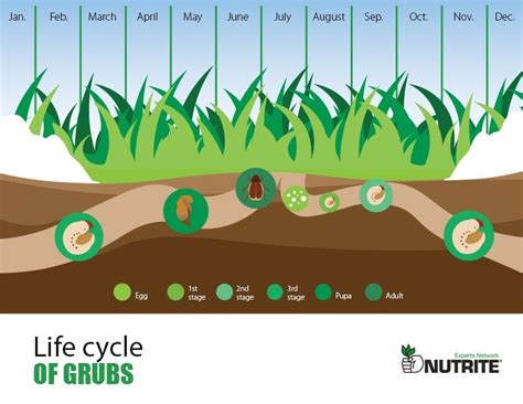 Grub Control | Nutrite Expert Network