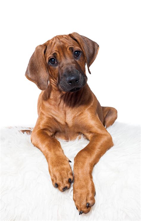 Rhodesian ridgeback puppy | Rhodesian ridgeback puppies, Ridgeback puppy, Rhodesian ridgeback dog