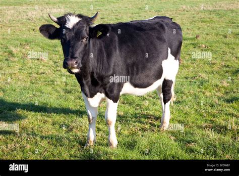 Holstein calf with horns on grass meadow Stock Photo, Royalty Free ...